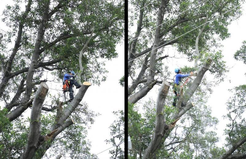 Tepic. Podan higuera de \"El Corralón\" en la colonia Del Bosque