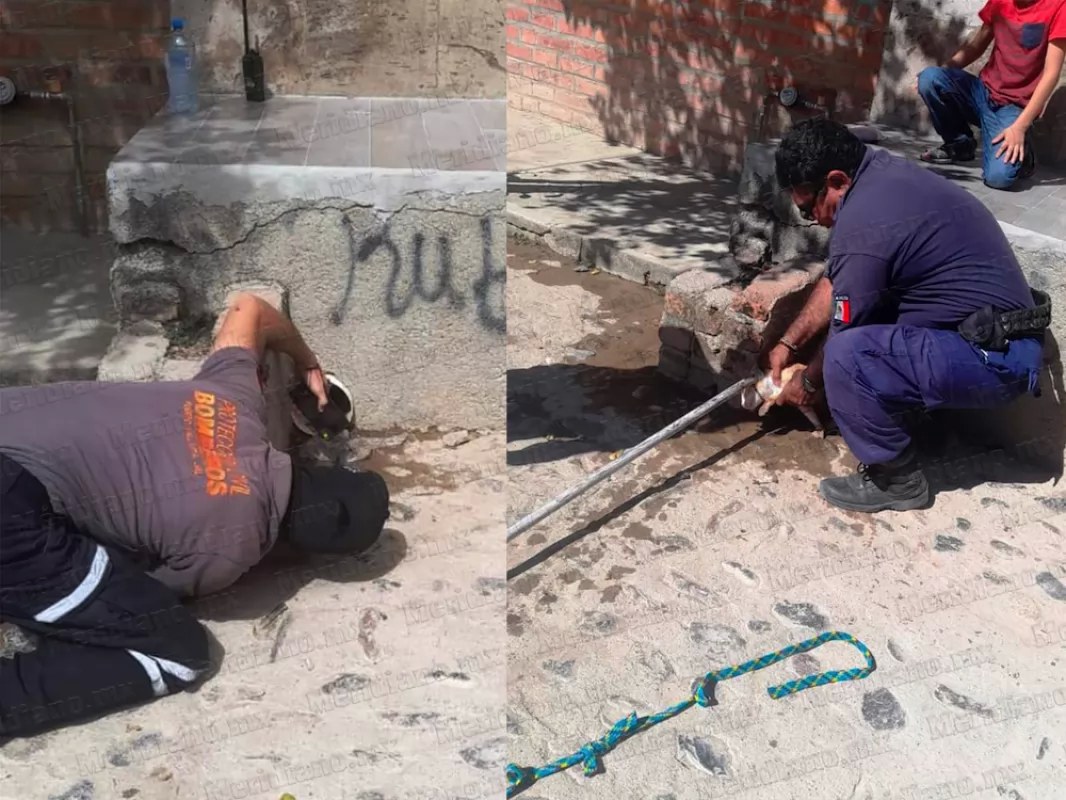 Rescatan a gatito atorado en tubería