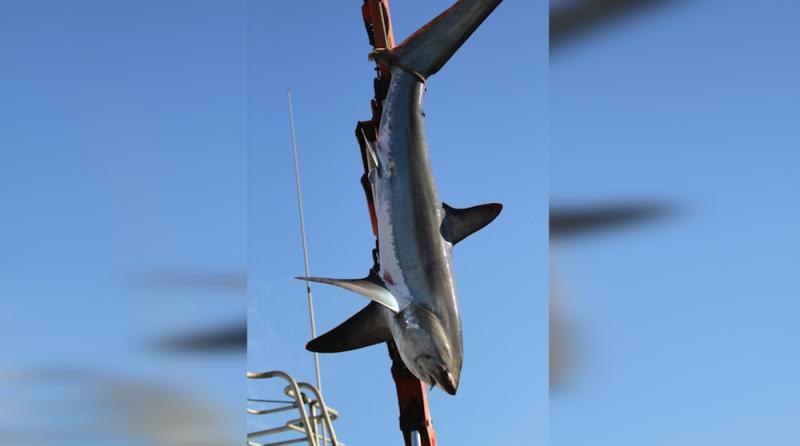 Proponen prohibir el desembarque de tiburones con aletas cercenadas en México