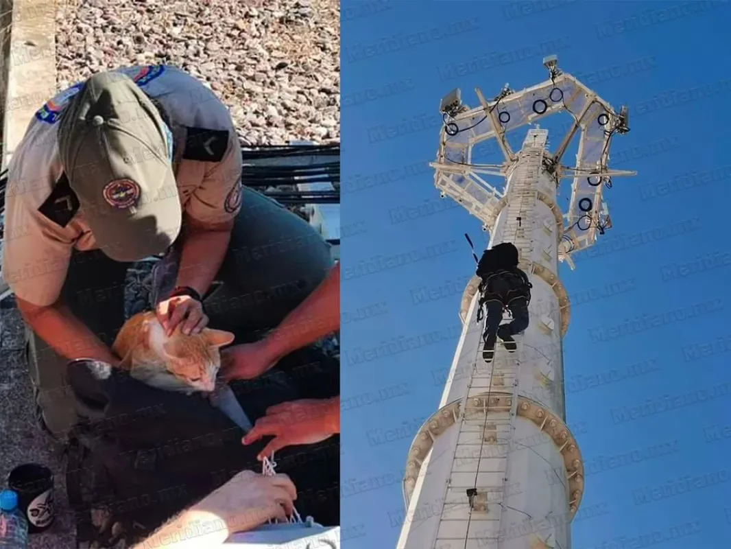 Rescatan a gatito en Parque Las Palmas